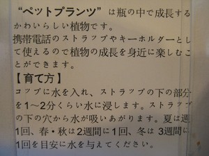珍！サボテン携帯ストラップ！！