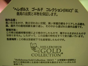 人気商品クリスマスローズ　オリエンタリス入荷！