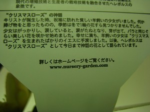 人気商品クリスマスローズ　オリエンタリス入荷！