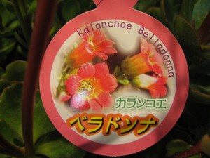 珍しいカランコエ～花付き多肉植物～