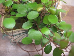 バレンタイン・ホワイトデーに！～トピアリー付観葉植物～