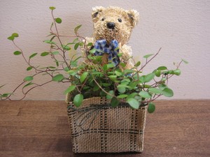 バレンタイン・ホワイトデーに！～トピアリー付観葉植物～