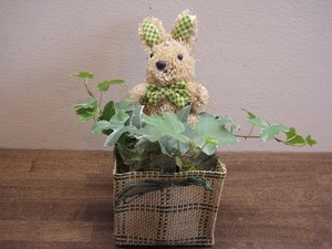 バレンタイン・ホワイトデーに！～トピアリー付観葉植物～