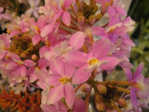 どーんとなった花火が・・・～エピデンドラム～