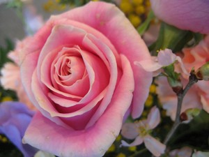 春を告げるアレンジ～桜・バラ・スイトピー～