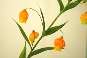 キムタクが告知！スズランの日