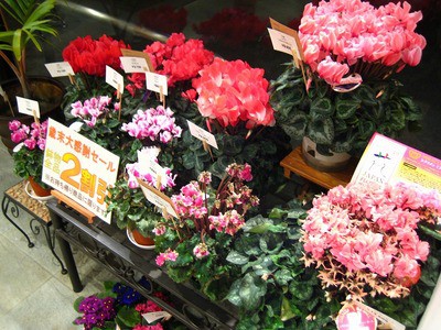 あと2日、ガンガンいきまっせ～！