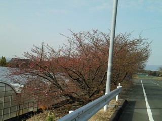 河津桜☆