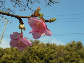 河津桜☆