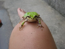 かえる