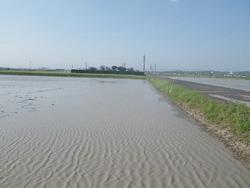 田んぼへこっそり・・・