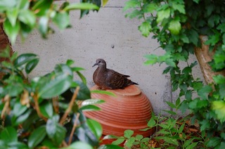 鳥の巣　２