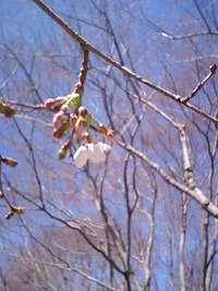 さくら 2011/03/29 17:21:49