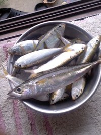 浜名湖　釣り　7.22　釣果 2012/07/24 17:31:51