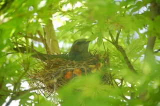 鳥の巣