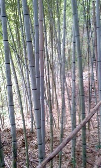 竹