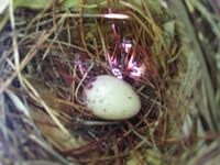 鳥の巣　３ 2012/06/19 18:07:57