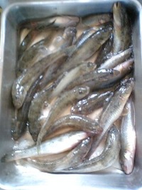 はぜ釣り　（９．１１） 2011/09/13 12:47:52