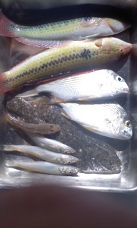 浜名湖　釣りの釣果 2011/11/01 12:50:59