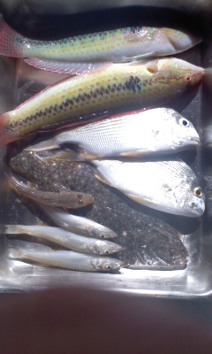 浜名湖　釣りの釣果