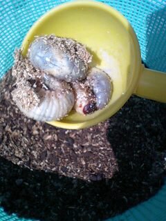 カブトムシ