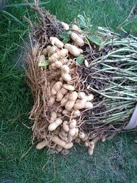 採れたて落花生 2011/08/30 18:03:46