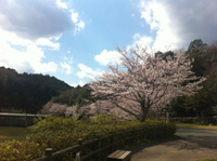 都田公園でお花見 2012/04/01 18:54:40