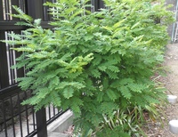 【山椒】 2012/06/14 08:49:42