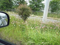 【 紅つめ草 】 2012/07/05 07:42:34