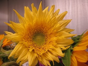 ひまわり