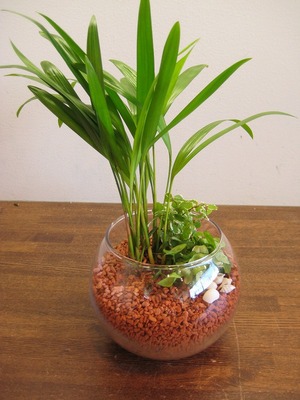 涼しげな鉢植え　（セラミス）
