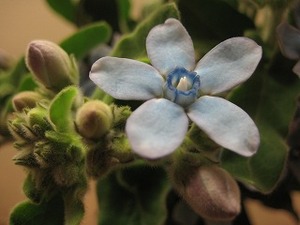 青い花好きですかっ？？