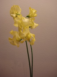 大人なスイートピー