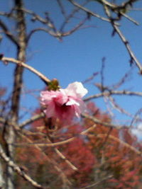 桜？ 2007/11/04 13:45:51