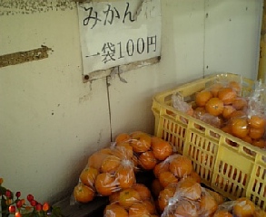 みかんの無人販売