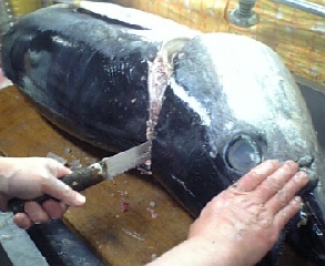 マグロ解体