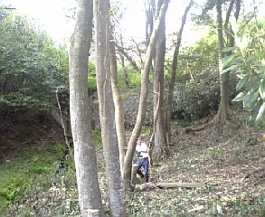 倒れるぞう