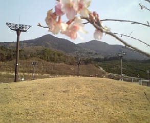 桜の園