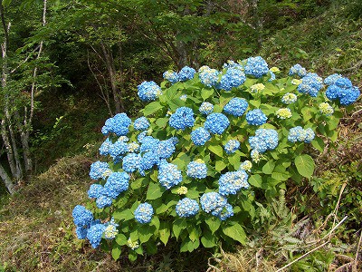 城山公園のアジサイ