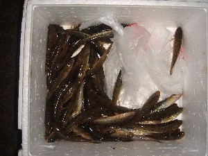 はぜつり