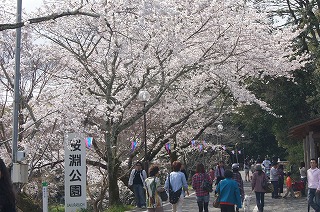 桜淵公園の桜