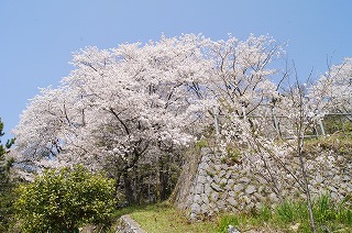 城山公園の桜が満開