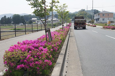 井伊谷宮参道のつつじ