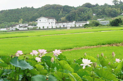 蓮の花