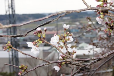 城山公園2分咲き