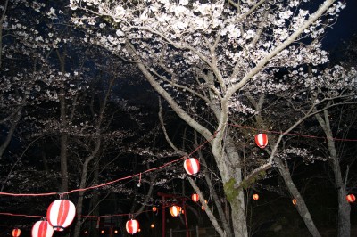 城山公園の夜桜