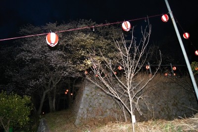 城山公園の夜桜