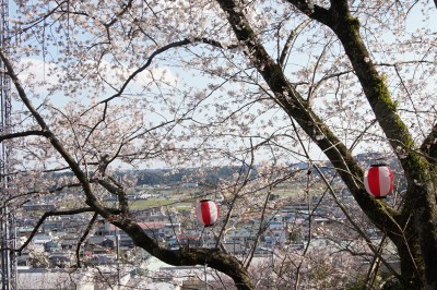 城山公園の桜８部咲き