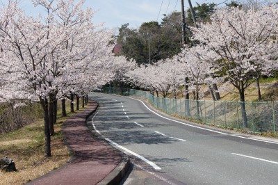 桜並木