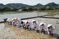 井伊谷宮のお田植え祭り